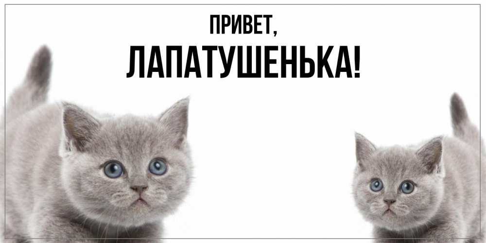 Открытка  для любимых и родных. лапатушенька, Привет  