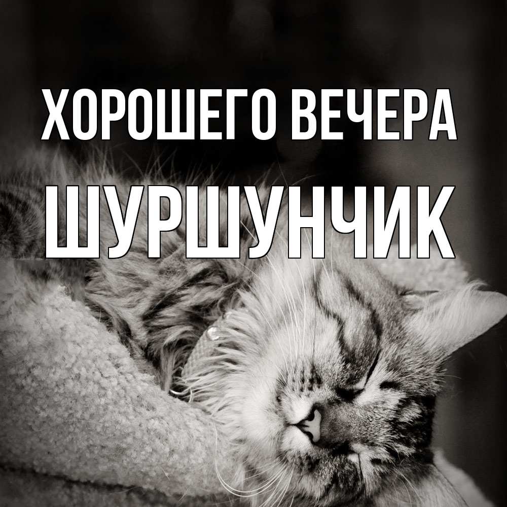 Картинка Хорошего вечера, шуршунчик