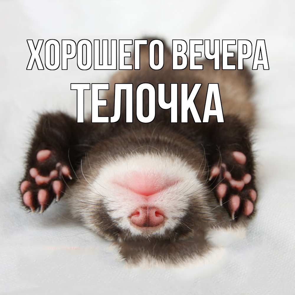 Открытка  для любимых и родных. телочка, Хорошего вечера  