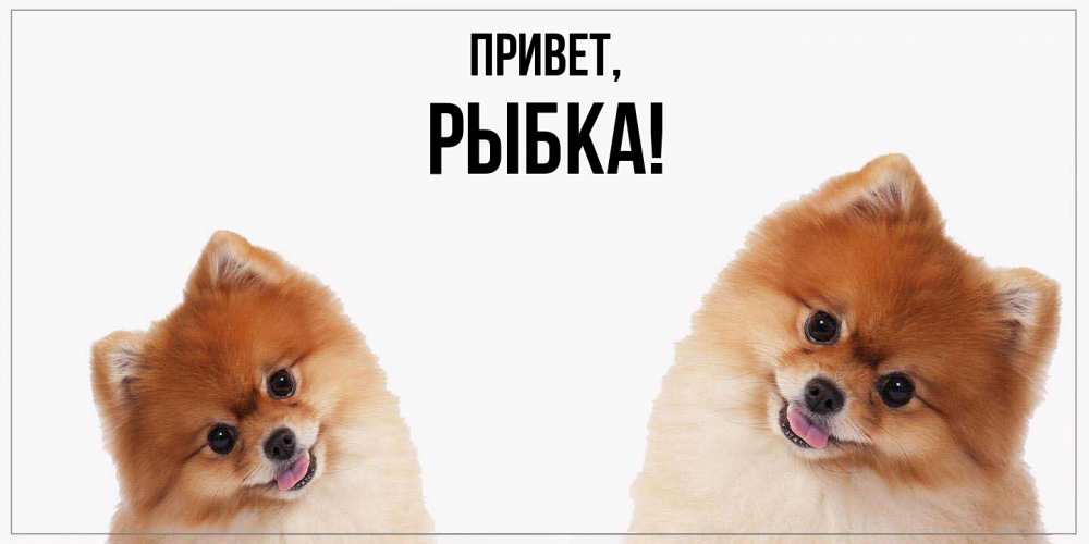 Открытка  для любимых и родных. рыбка, Привет  