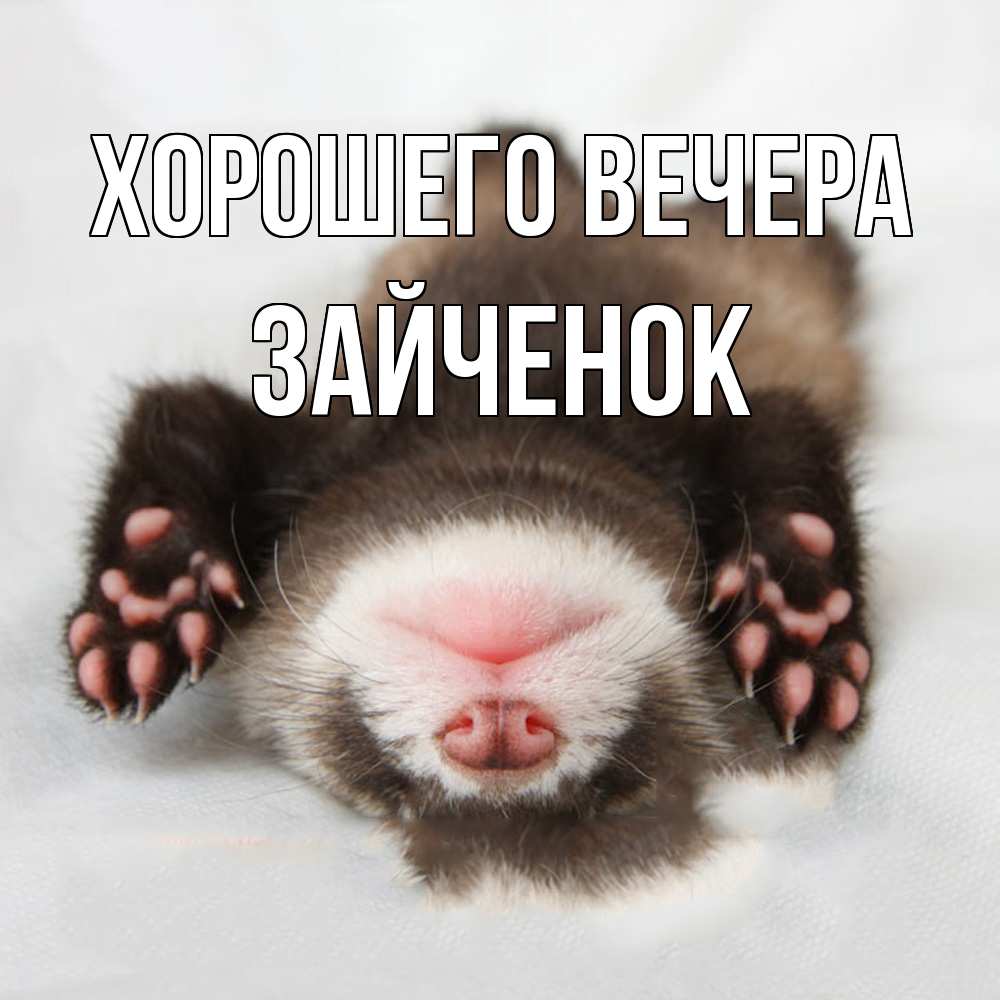 Открытка  для любимых и родных. Зайченок, Хорошего вечера  