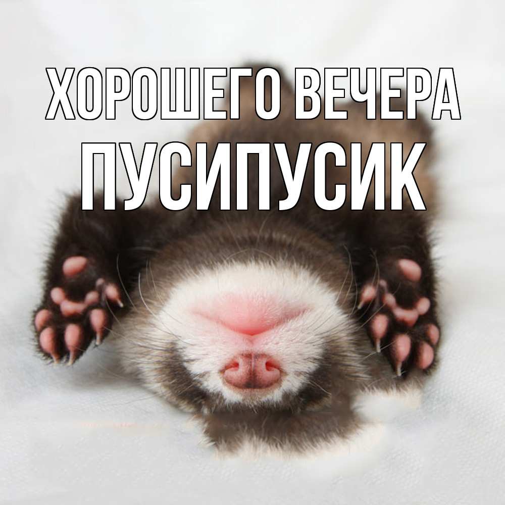 Открытка  для любимых и родных. пусипусик, Хорошего вечера  