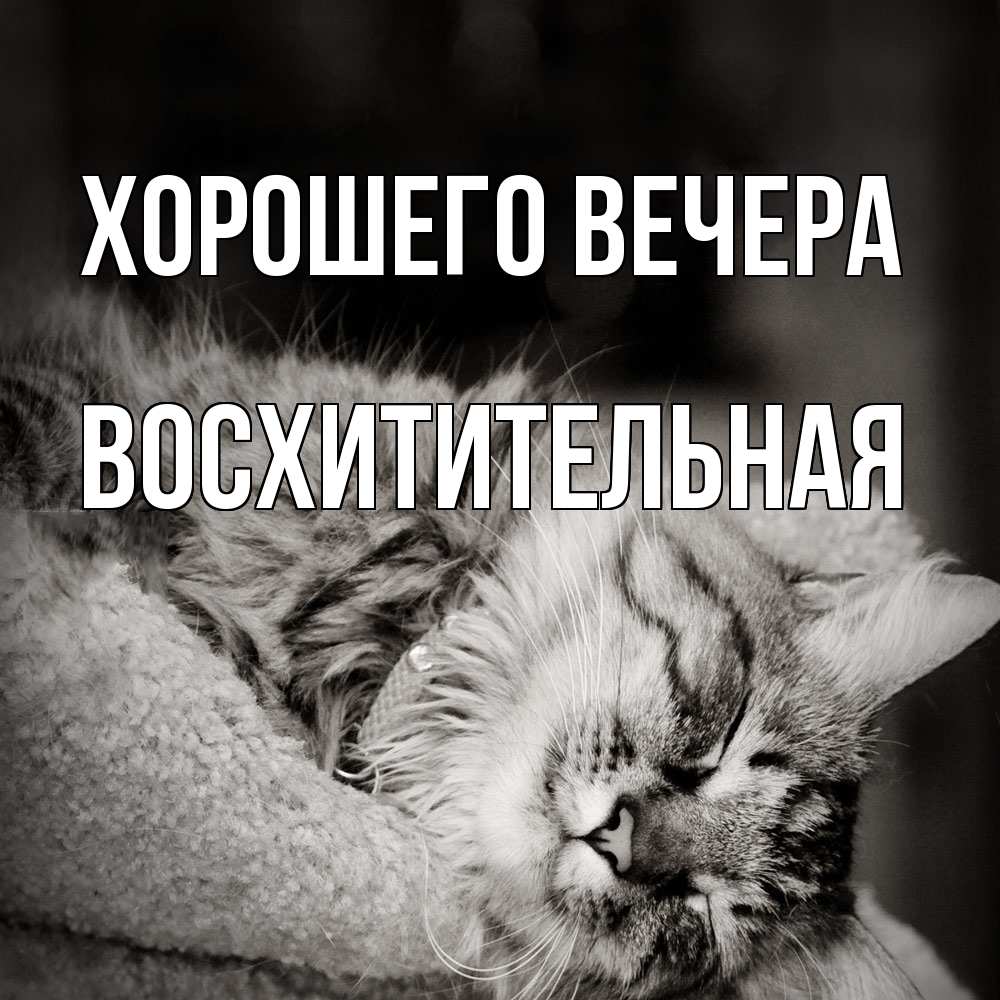 Открытка  для любимых и родных. восхитительная, Хорошего вечера  