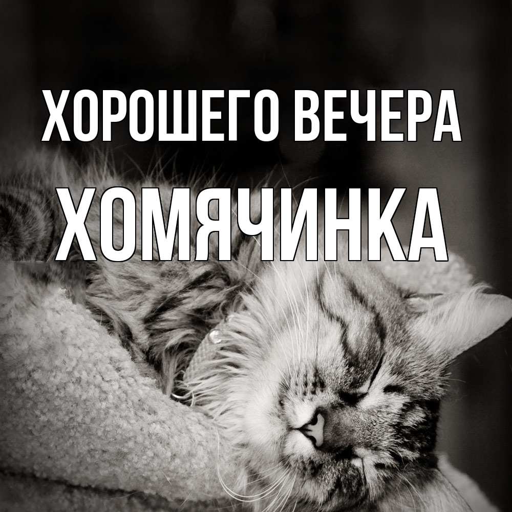 Картинка Хорошего вечера, хомячинка