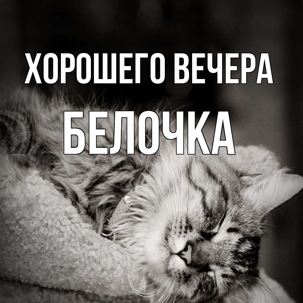 Открытка  для любимых и родных. белочка, Хорошего вечера  
