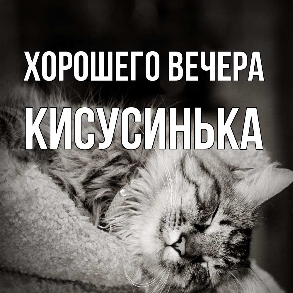 Открытка  для любимых и родных. кисусинька, Хорошего вечера  