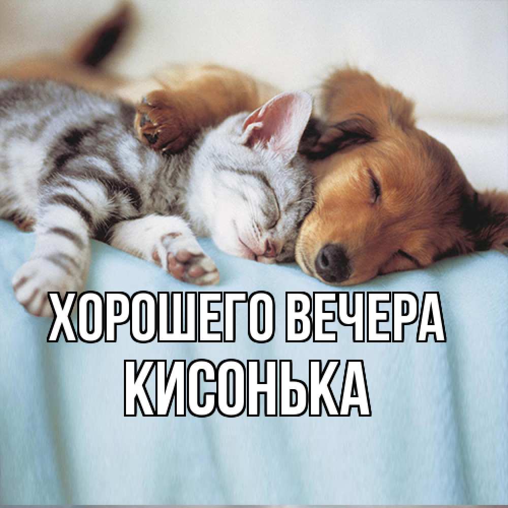 Открытка  для любимых и родных. кисонька, Хорошего вечера  