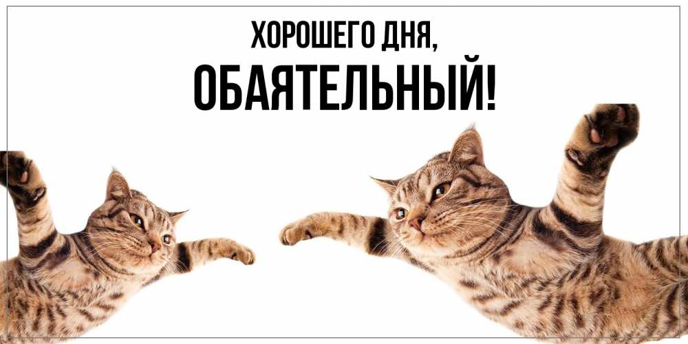 Открытка  для любимых и родных. обаятельный, Хорошего дня  