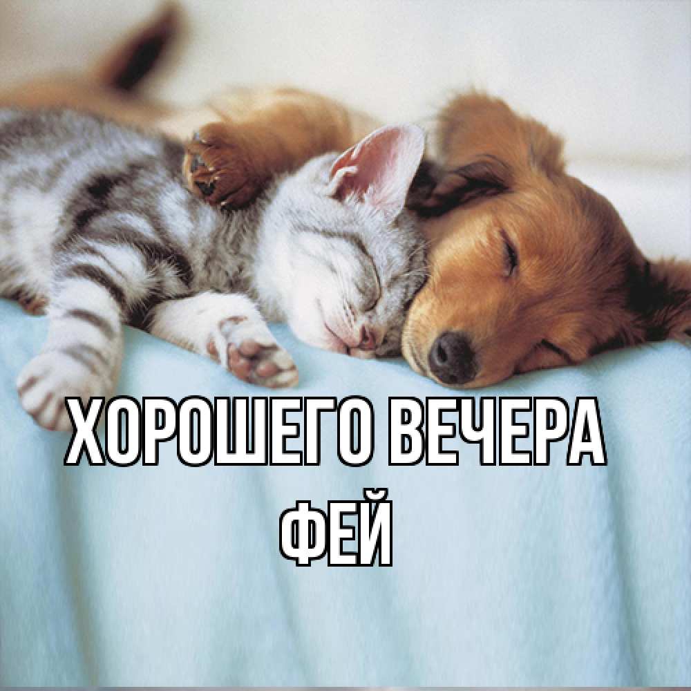 Открытка  для любимых и родных. фей, Хорошего вечера  