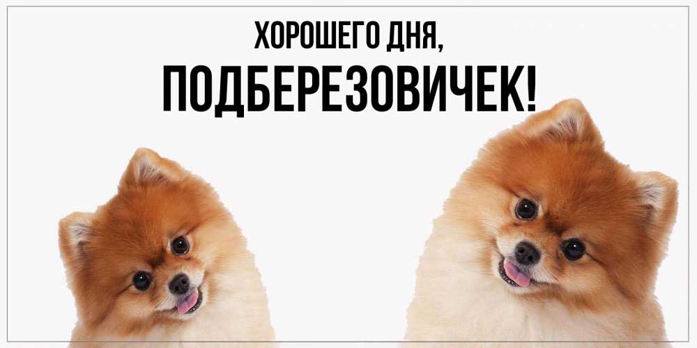 Открытка  для любимых и родных. подберезовичек, Хорошего дня  