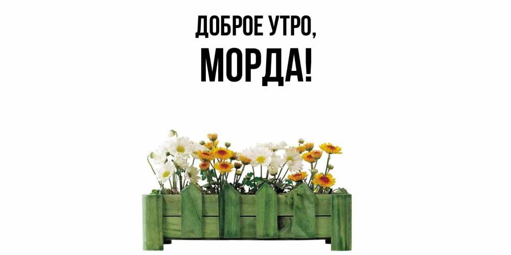 Открытка  для любимых и родных. морда, Доброе утро  