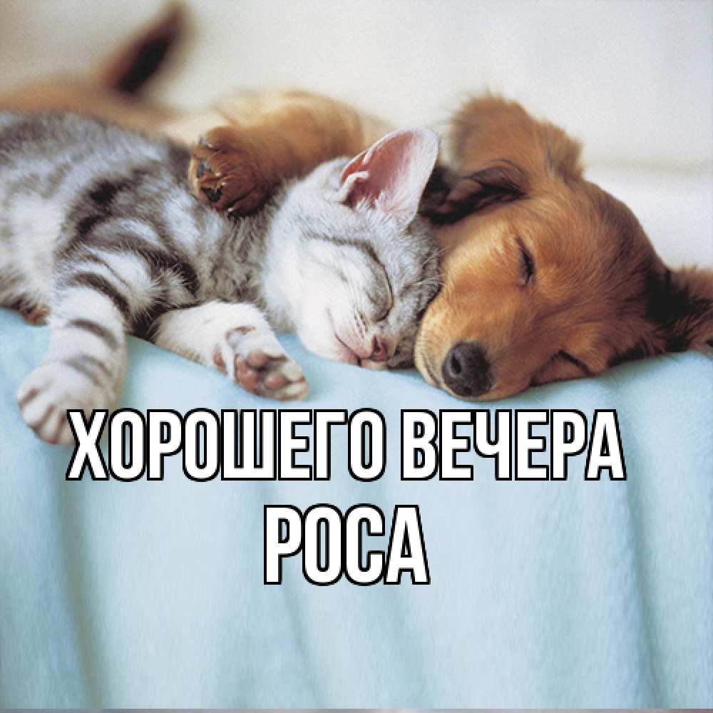 Открытка с именем, роса, Хорошего вечера