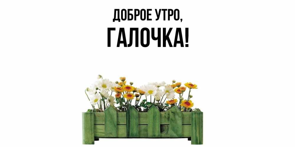 Открытка  для любимых и родных. галочка, Доброе утро  
