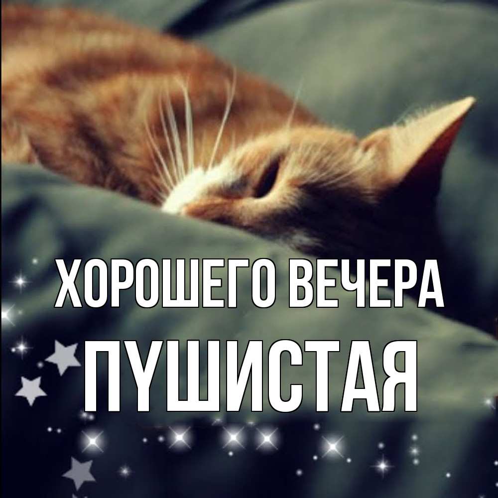 Открытка  для любимых и родных. пyшистая, Хорошего вечера  