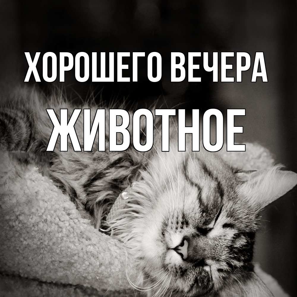 Картинка Хорошего вечера, животное