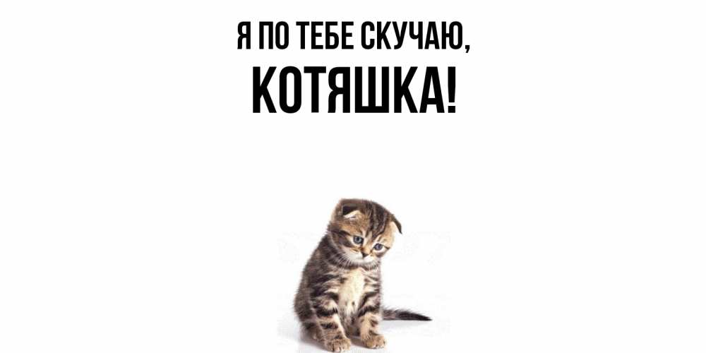 Открытка  для любимых и родных. котяшка, Я по тебе скучаю  