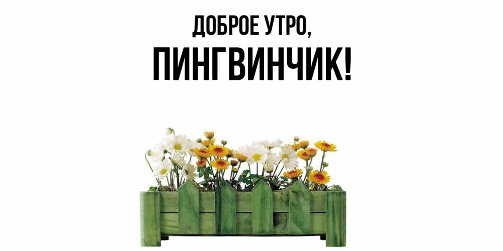 Открытка  для любимых и родных. пингвинчик, Доброе утро  