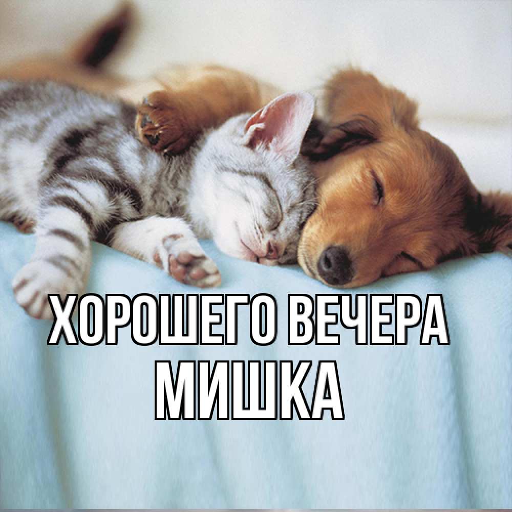 Открытка  для любимых и родных. мишка, Хорошего вечера  