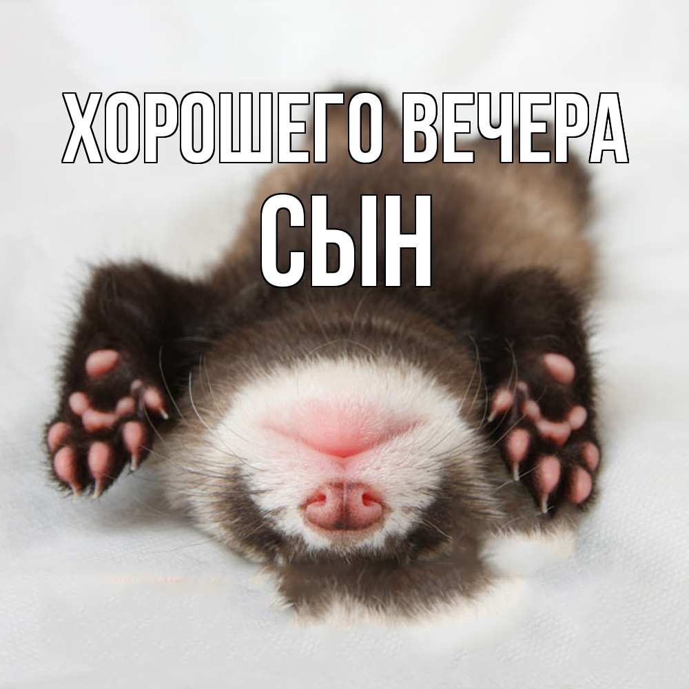 Открытка  для любимых и родных. Сын, Хорошего вечера  