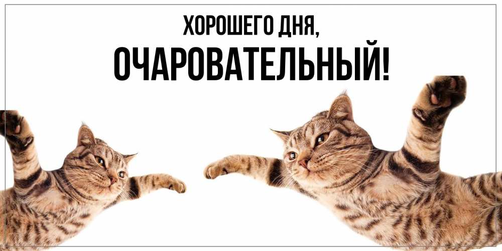 Открытка  для любимых и родных. очаровательный, Хорошего дня  