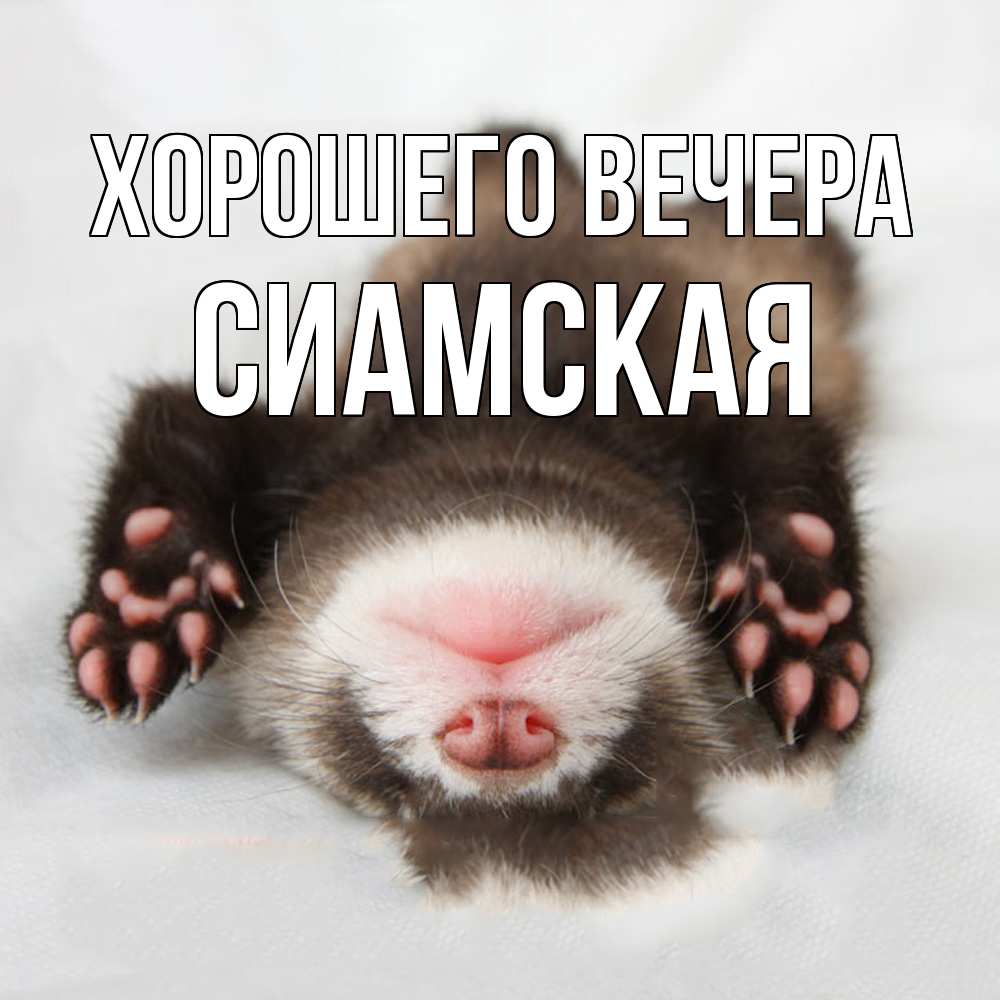 Открытка  для любимых и родных. сиамская, Хорошего вечера  