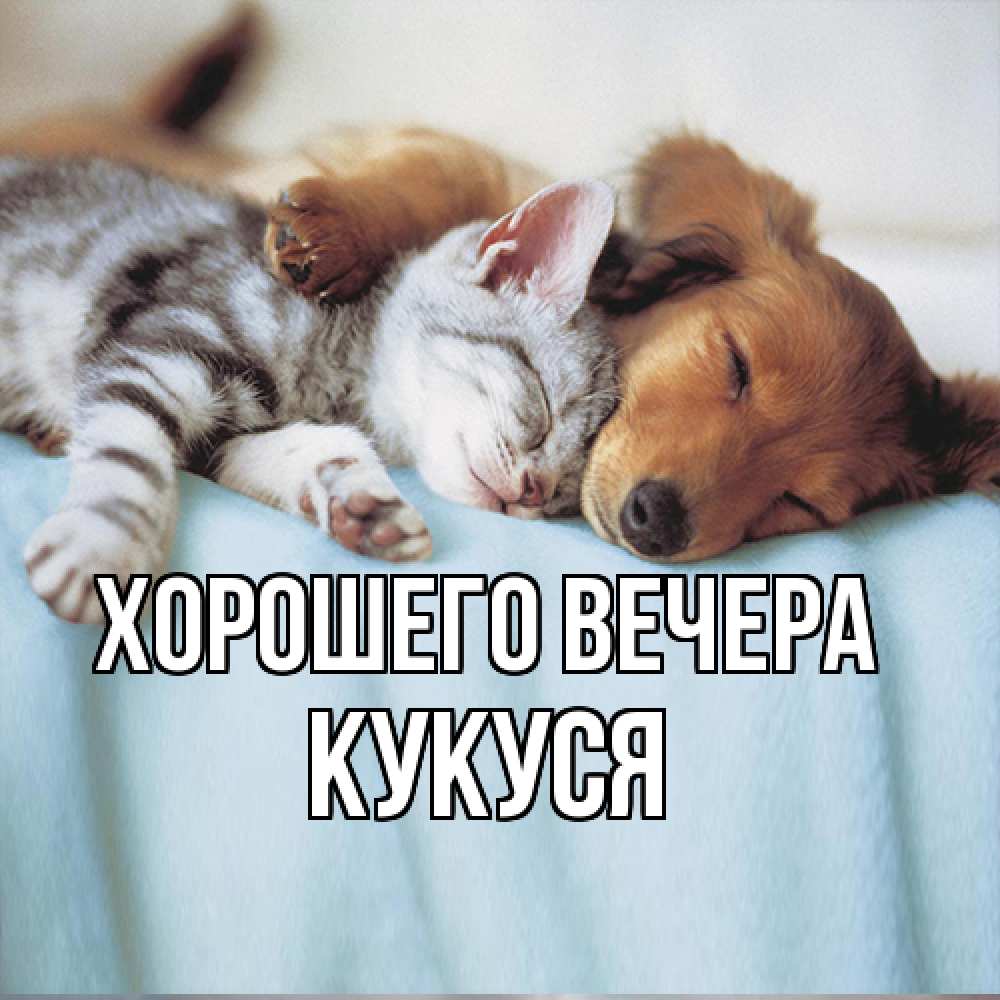 Открытка  для любимых и родных. кукуся, Хорошего вечера  
