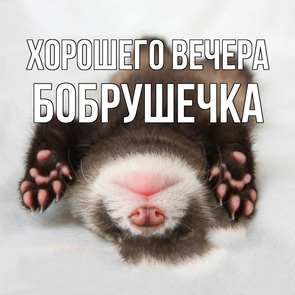 Открытка  для любимых и родных. бобрушечка, Хорошего вечера  