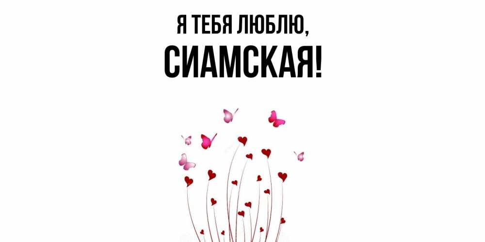 Открытка  для любимых и родных. сиамская, Я тебя люблю  
