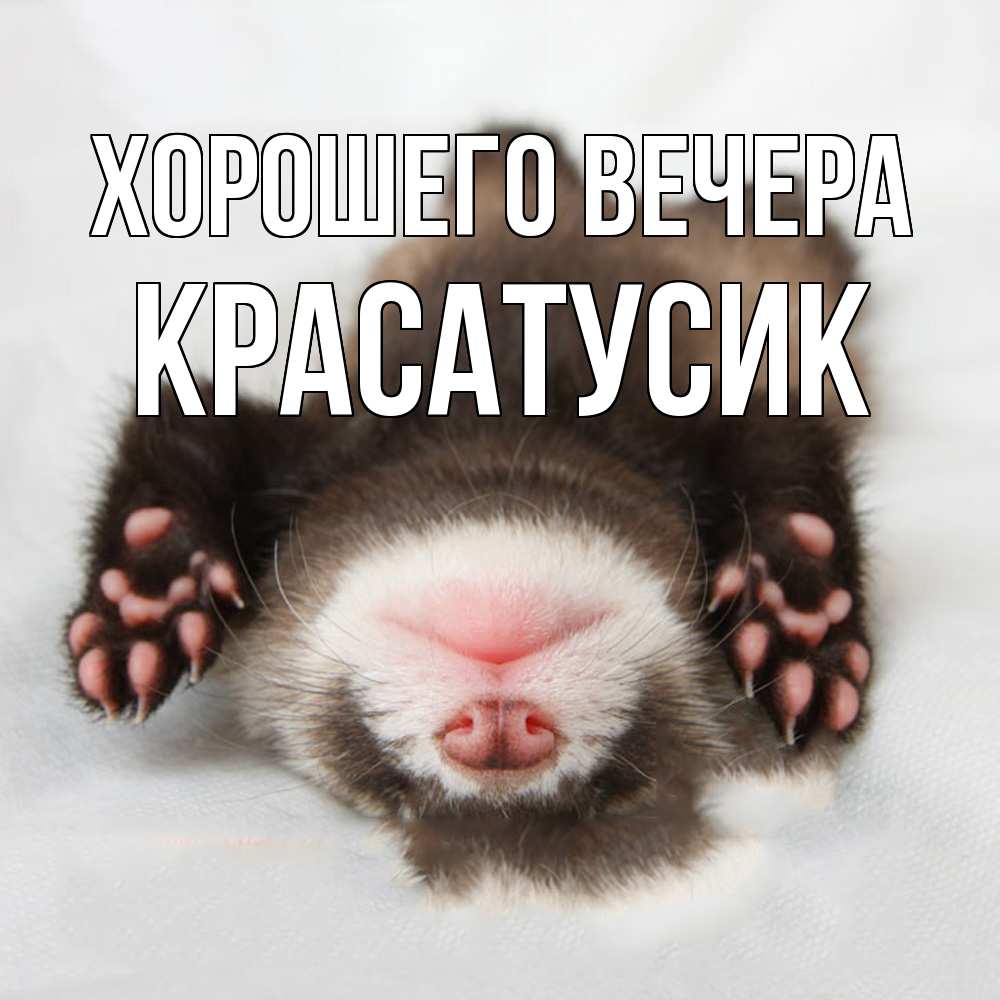 Открытка  для любимых и родных. красатусик, Хорошего вечера  