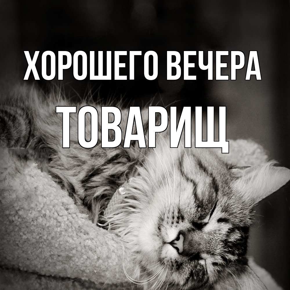 Картинка Хорошего вечера, Товарищ