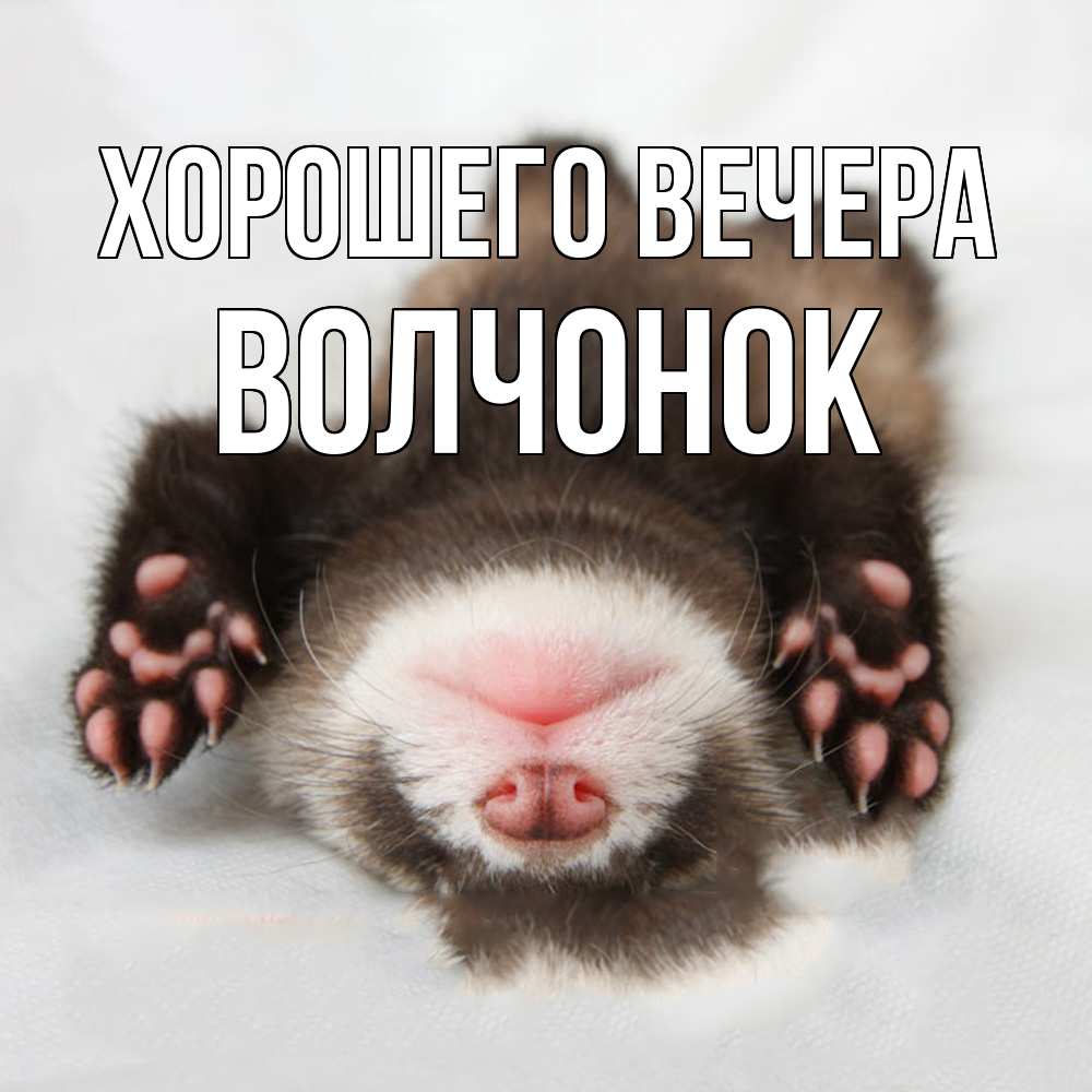 Открытка  для любимых и родных. волчонок, Хорошего вечера  
