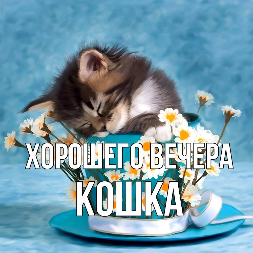 Картинка Хорошего вечера, кошка