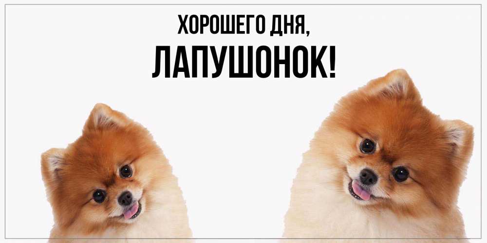 Открытка  для любимых и родных. лапушонок, Хорошего дня  