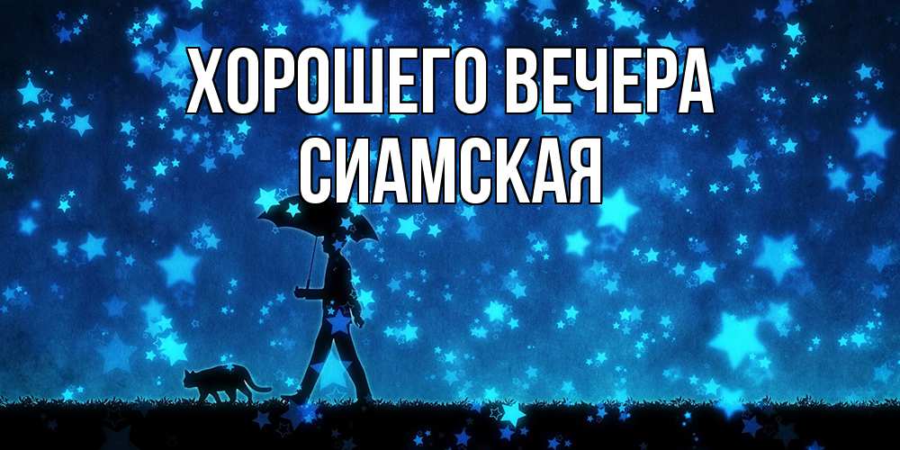 Картинка Хорошего вечера, сиамская
