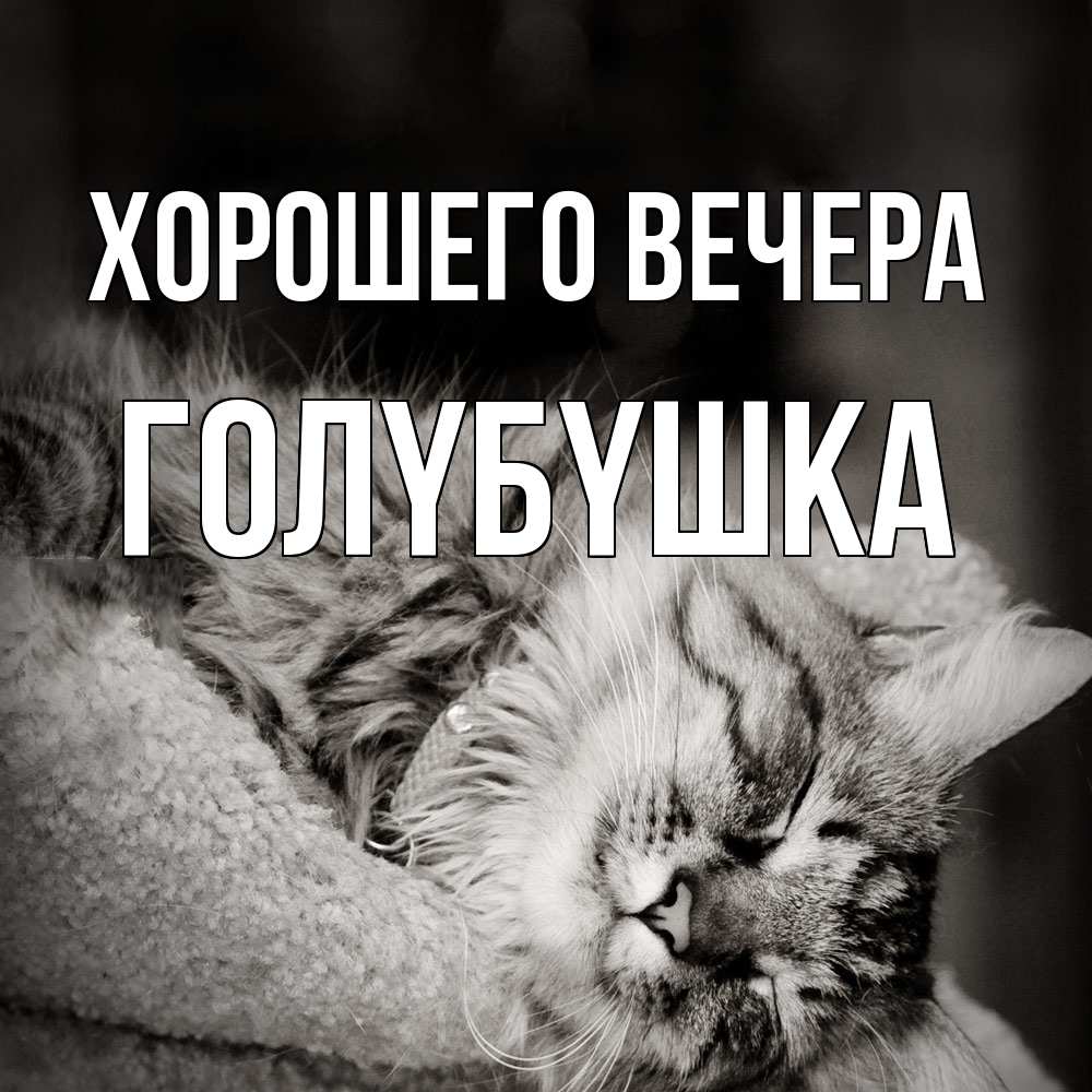 Открытка  для любимых и родных. голyбyшка, Хорошего вечера  