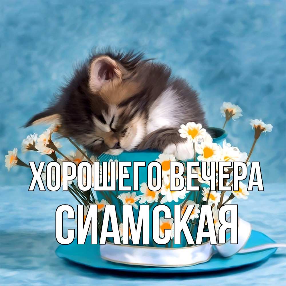 Картинка Хорошего вечера, сиамская