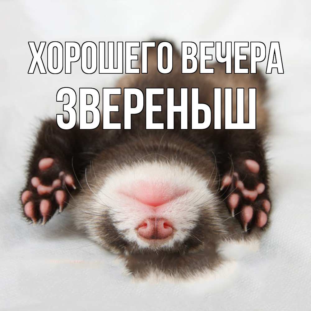 Открытка  для любимых и родных. звереныш, Хорошего вечера  