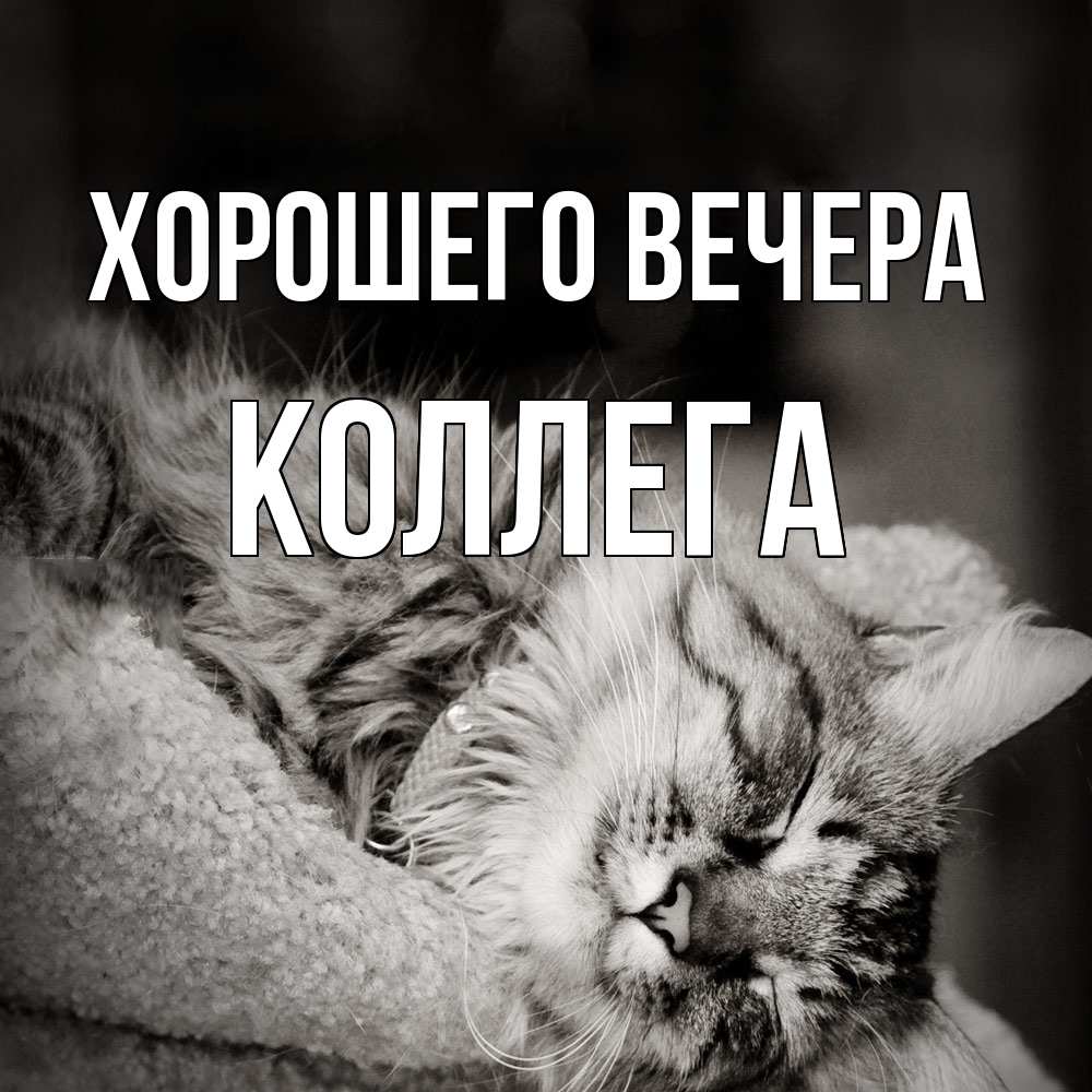 Картинка Хорошего вечера, Коллега
