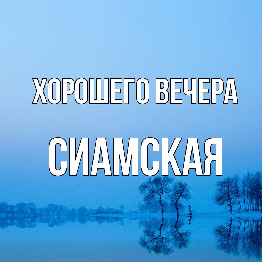 Открытка  для любимых и родных. сиамская, Хорошего вечера  