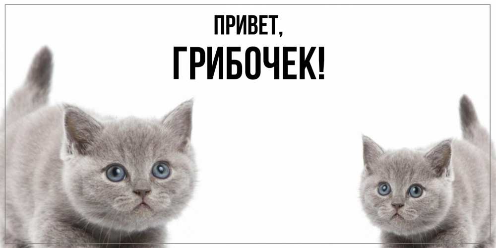 Открытка  для любимых и родных. грибочек, Привет  