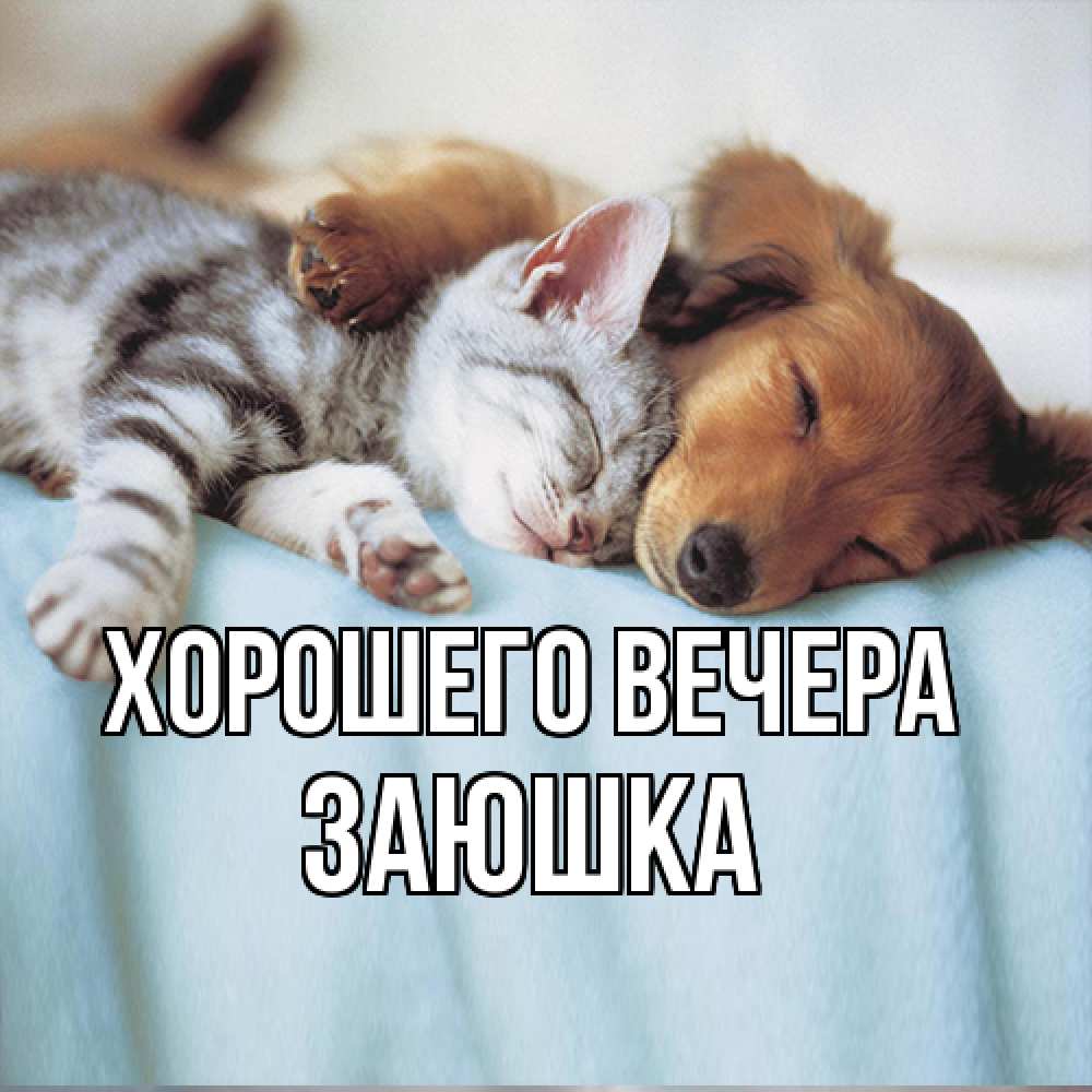 Открытка  для любимых и родных. заюшка, Хорошего вечера  