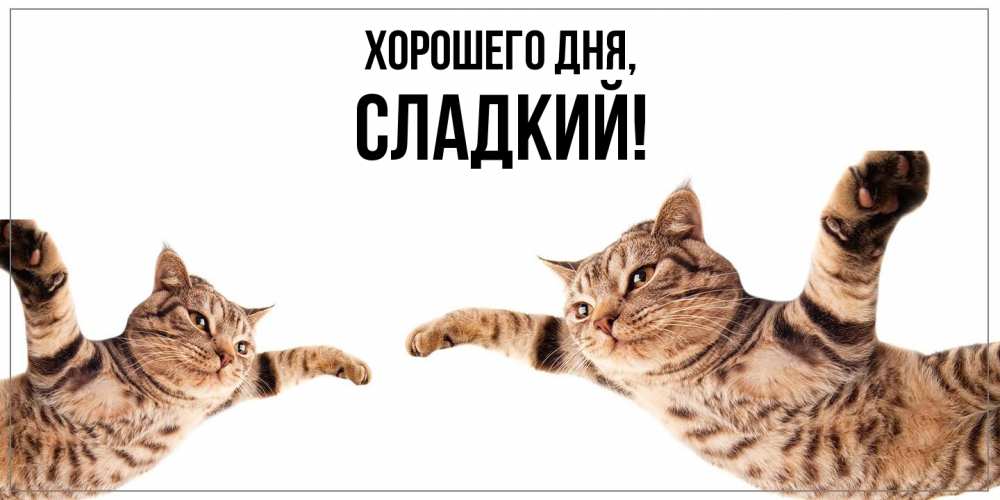 Открытка  для любимых и родных. сладкий, Хорошего дня  