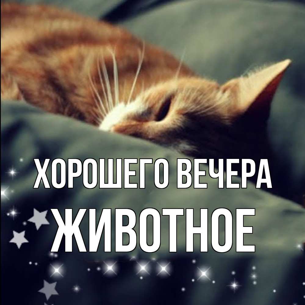Картинка Хорошего вечера, животное