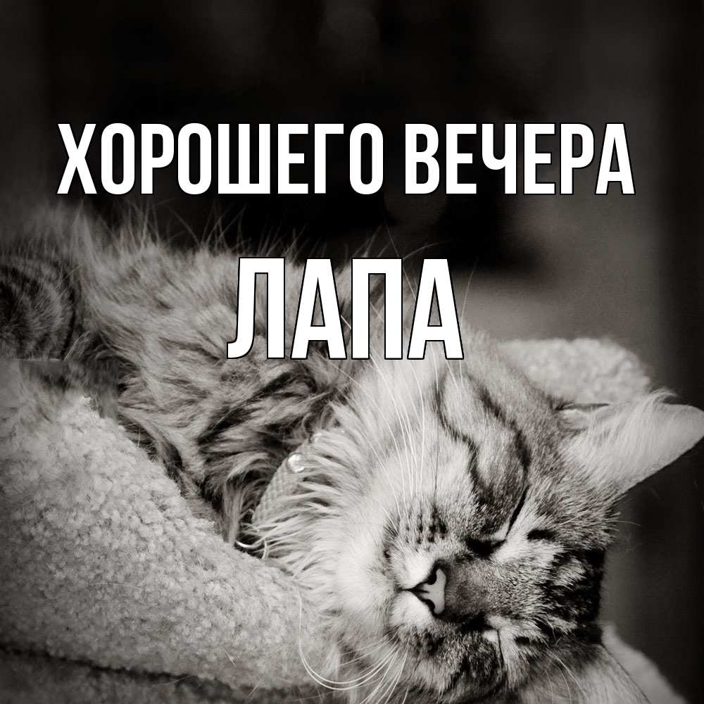 Открытка  для любимых и родных. лапа, Хорошего вечера  
