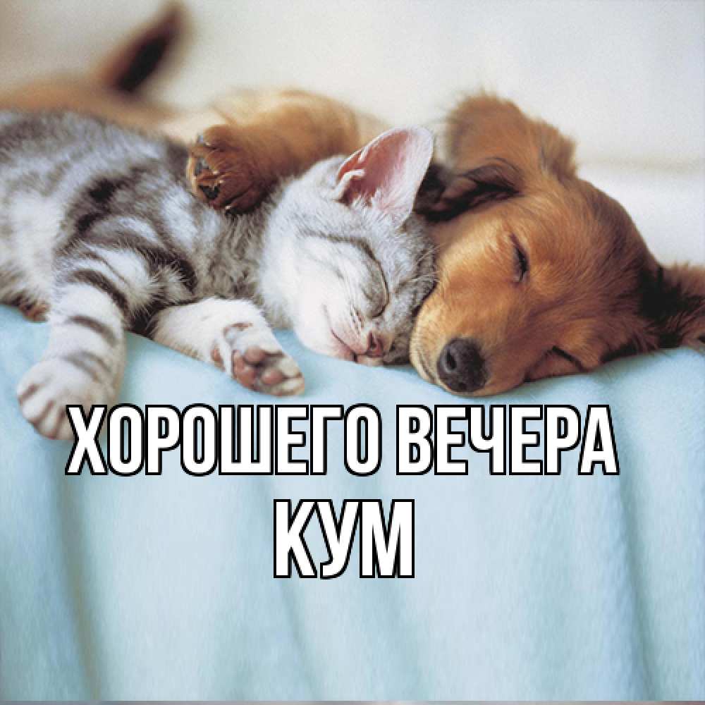 Открытка  для любимых и родных. Кум, Хорошего вечера  
