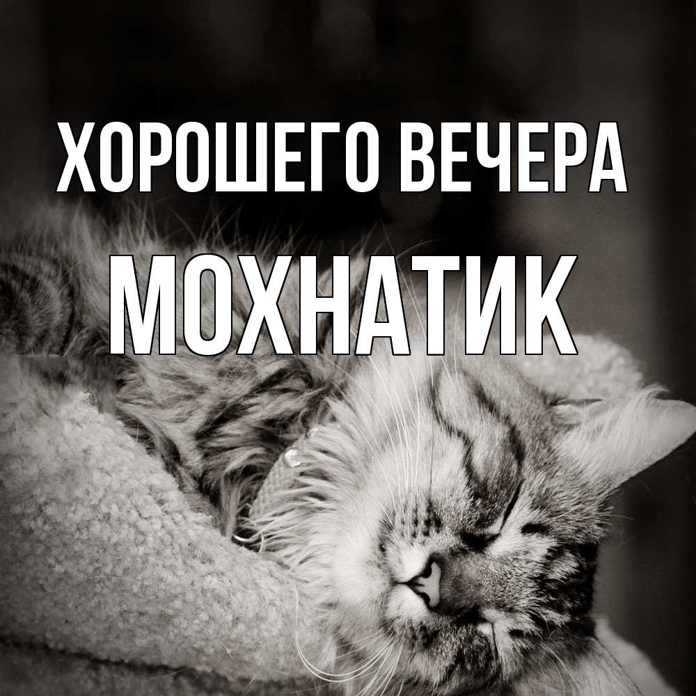 Открытка  для любимых и родных. мохнатик, Хорошего вечера  