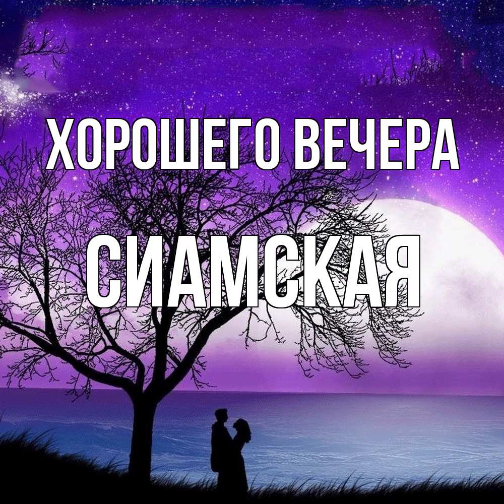 Картинка Хорошего вечера, сиамская