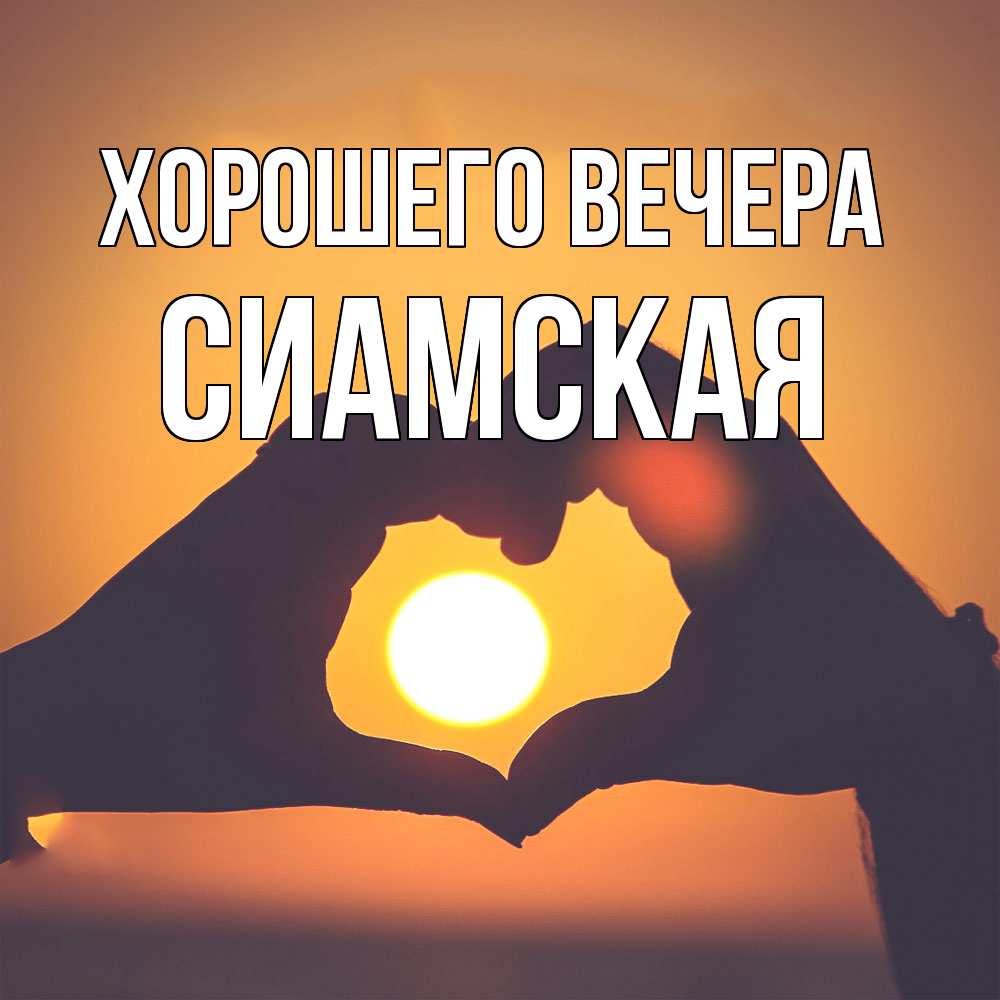 Открытка  для любимых и родных. сиамская, Хорошего вечера  