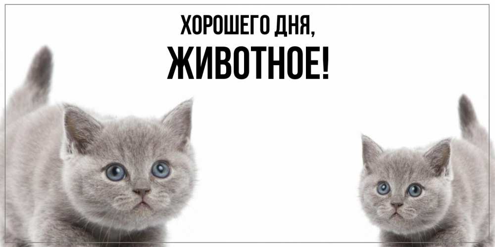 Картинка Хорошего дня, животное
