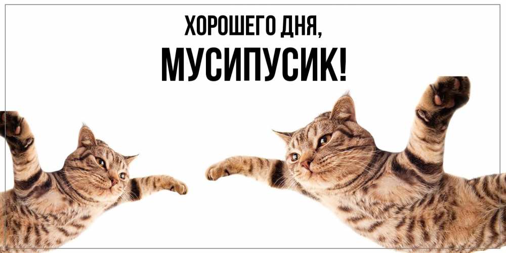Открытка  для любимых и родных. мусипусик, Хорошего дня  